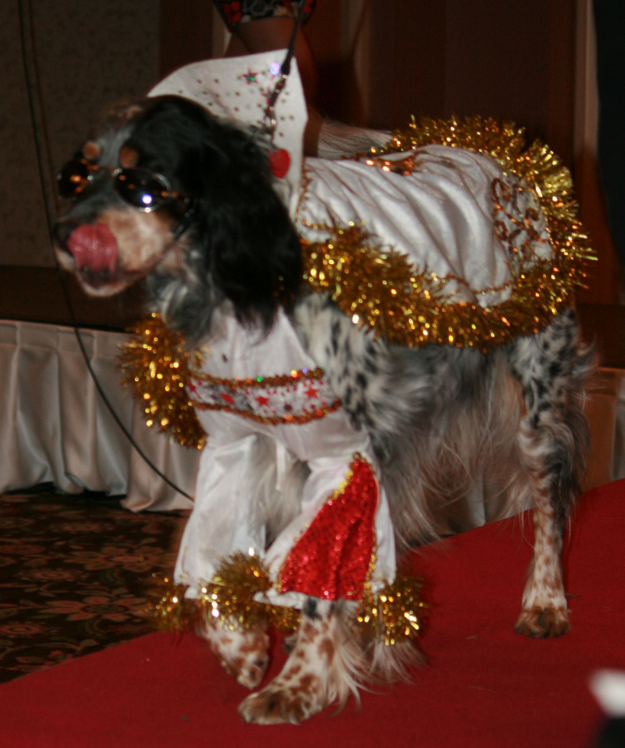 Doggie Doggelganger Elvis wins Celebrity Look-Alike Contest…