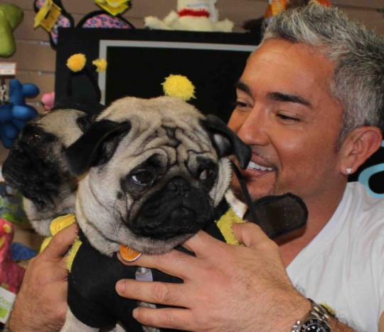 Cesar Millan with pugs dress as bumble bees. 