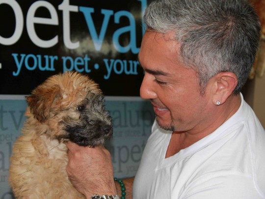 Cesar Millan with a wheaten terrier puppy