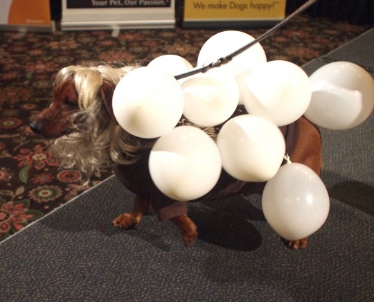 Gaga balloon dog