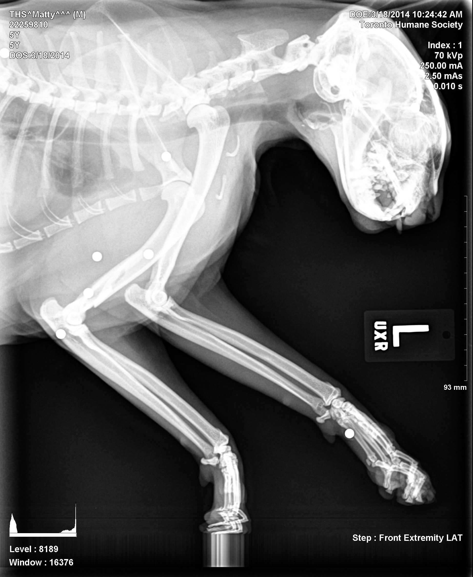 Deliberate act of animal cruelty. Cat found with 16 pellet shots throughout his body.