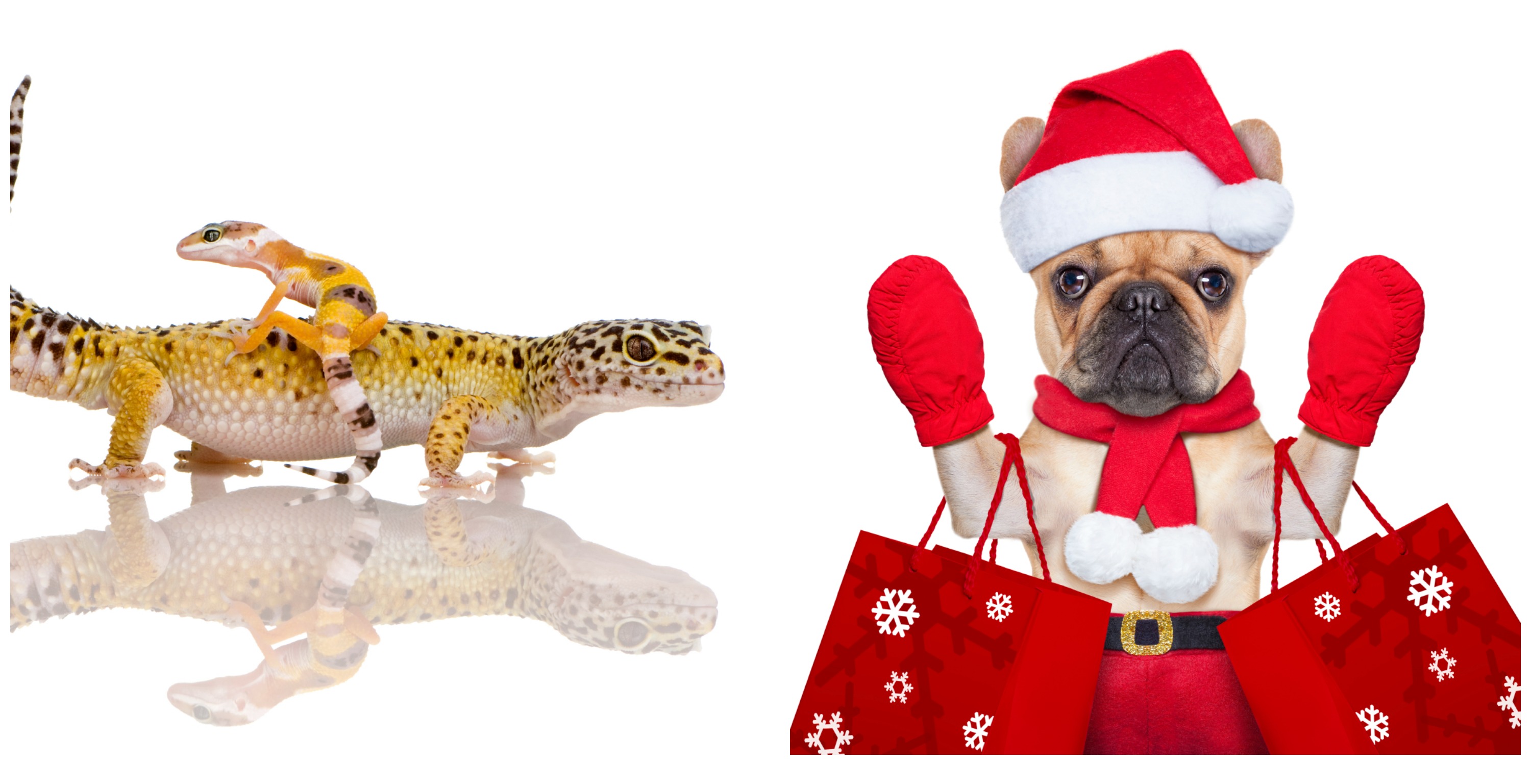 Reptile or Paw?…  Canadian Pet Expo, Woofstock held on same weekend  –  November 20 & 21, 2015