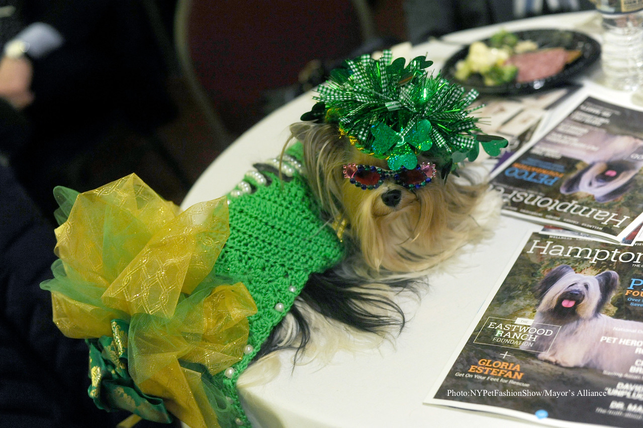 New York City is the capital of canine & kitty couture NY Pet Fashion