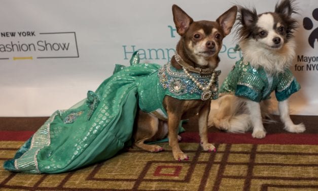 New York City is the capital of canine & kitty couture – NY Pet Fashion Show proved it