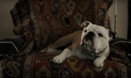 Nellie the English bulldog in ground-barking role in Jim Jarmusch’s film Paterson