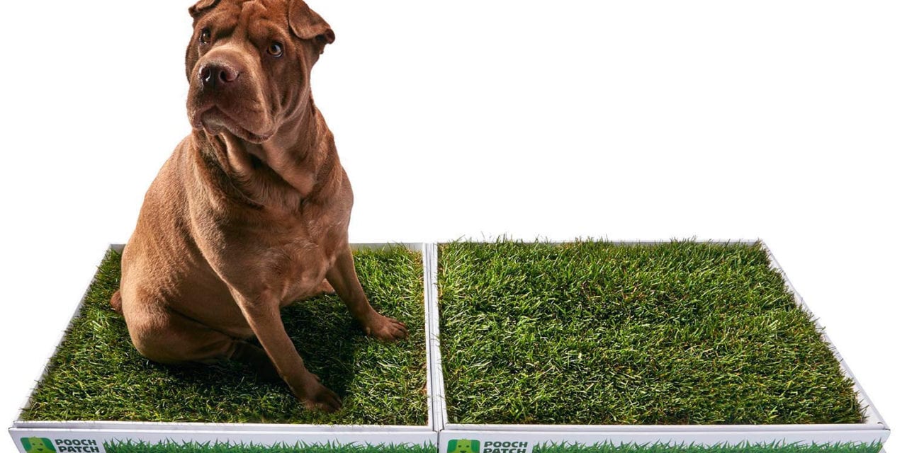Poopertunity knocks – Real grass potty patches for dogs.
