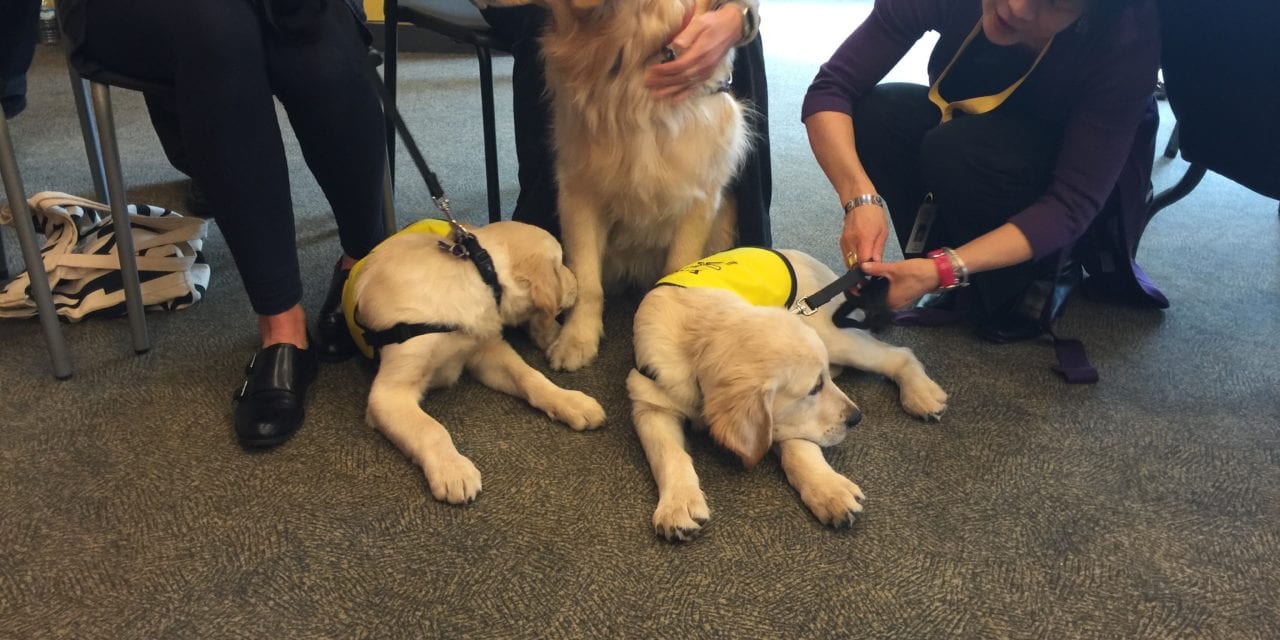 Wanted: CNIB is seeking Volunteer Puppy Raisers in Toronto, Winnipeg and Halifax