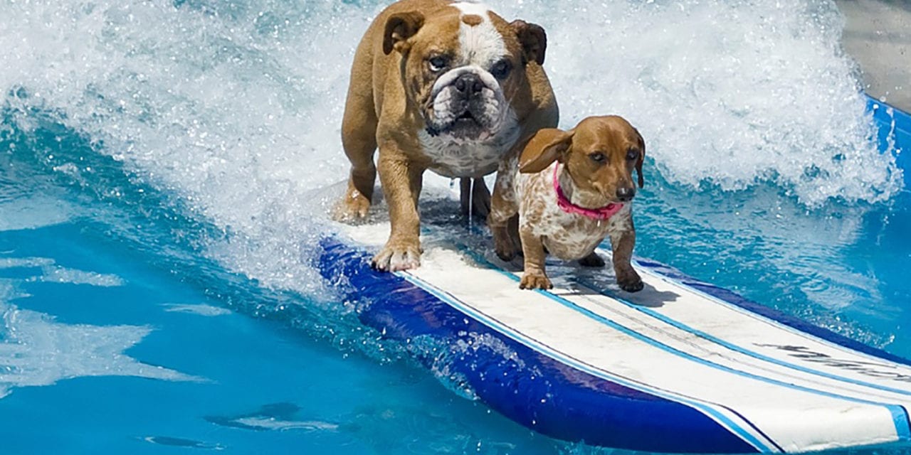 Chowabunga, dudes! It’s surf’s-up for dogs at Woofstock.