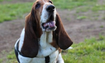 Exclusive with the Canine Celebrity Instagram Star: Dean the Basset