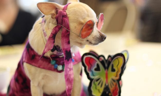 High Tea has gone to the dogs – Woofstock kick-offs its groovy 15th season.