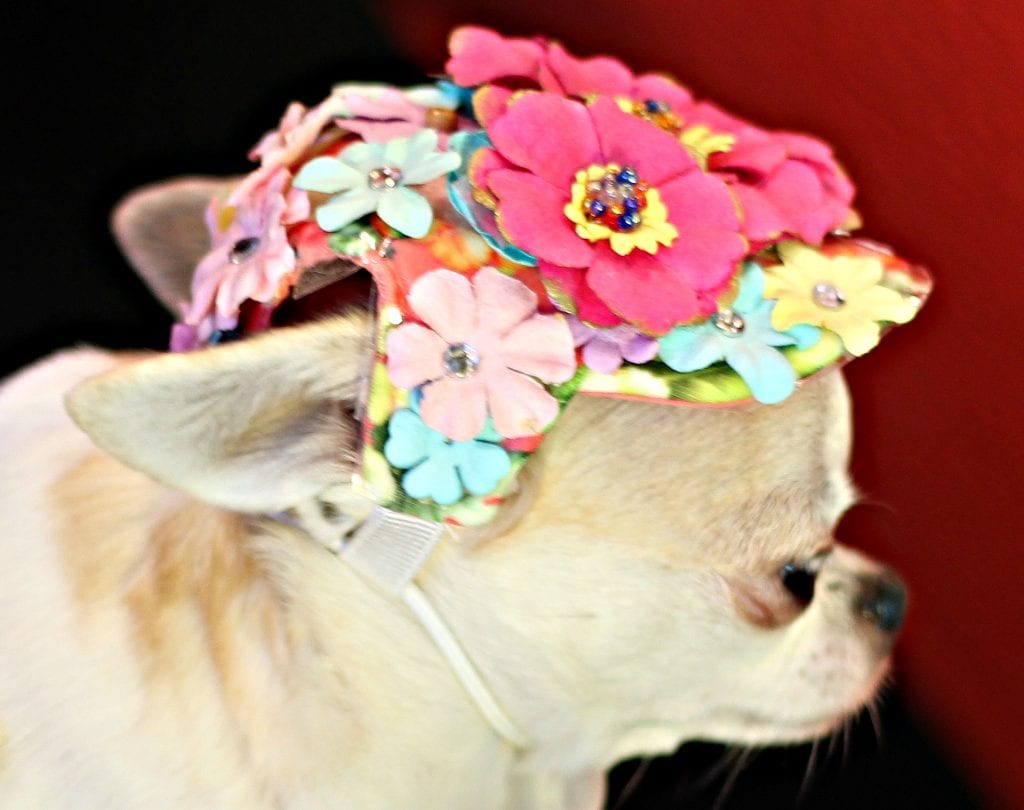 IMG_0899 cropped flower hat dog Canine Culture