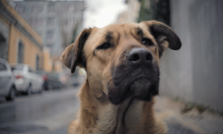 Stray: Day in the life of Zeytin, street dog from Istanbul