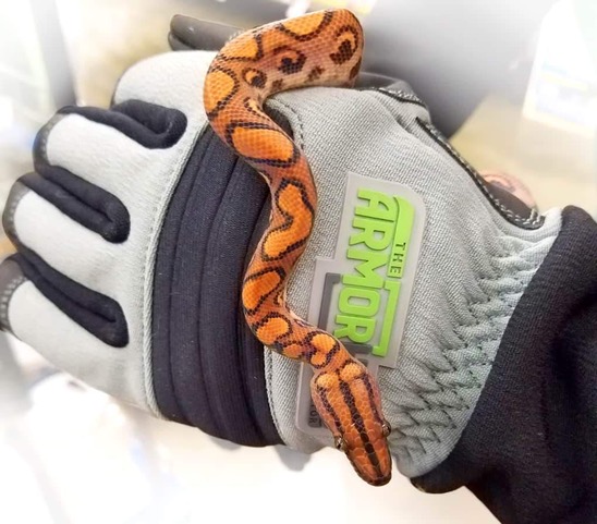 “ArmOR Hand” utility-style serviceable gloves for animal handling and more