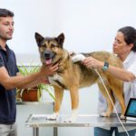 HTVet Introduces Non-invasive Scan Tool for Early Cancer Detections in Dogs.