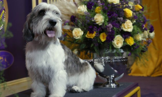 Making History, The Hounds Have Done It Again at Westminster 2023