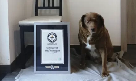 World’s Oldest Pooch Celebrated His 31st Birthday.