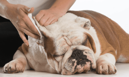Essential Ear Care Tips for Dogs