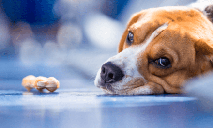 8 DIY Tips to Clear Out Canine Constipation