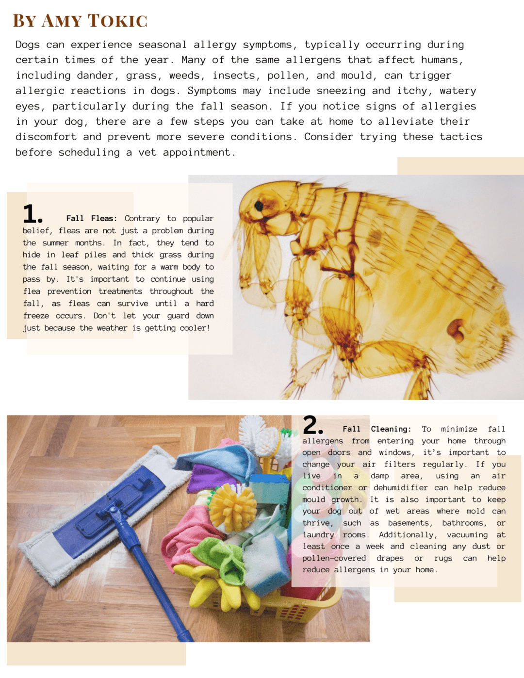 Six Tips for Treating Your Dog’s Fall Allergies Canine Culture