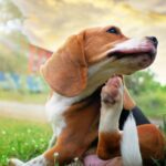 Six Tips for Treating Your Dog’s Fall Allergies