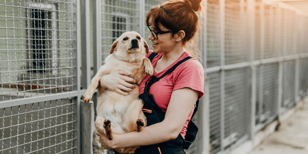 Seven Ways a Shelter Dog Can Improve Your Life