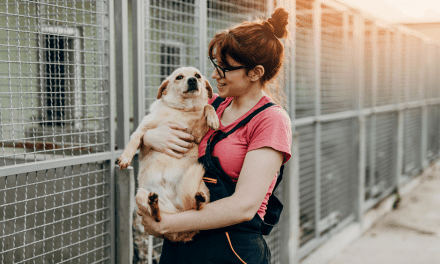 Seven Ways a Shelter Dog Can Improve Your Life