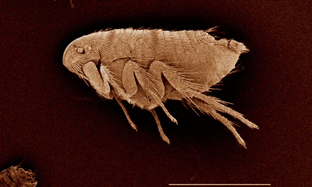Biting Through Time: Unveiling the Evolutionary Saga of Fleas and Ticks
