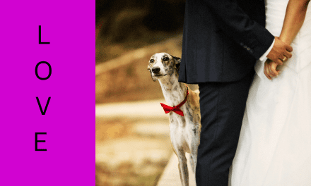 Can I have My Dog In My Wedding?