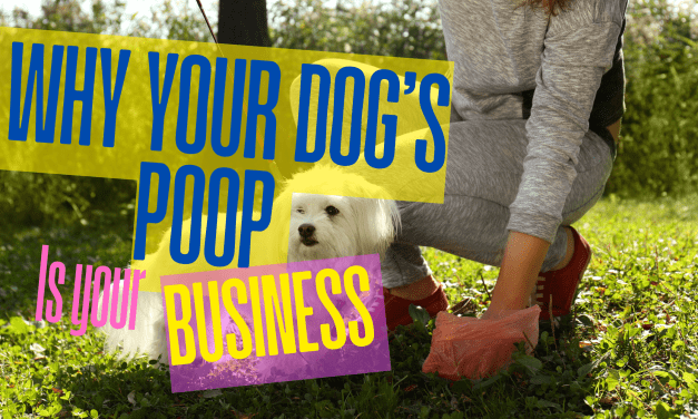 Four Reasons: The Poop On Scooping.