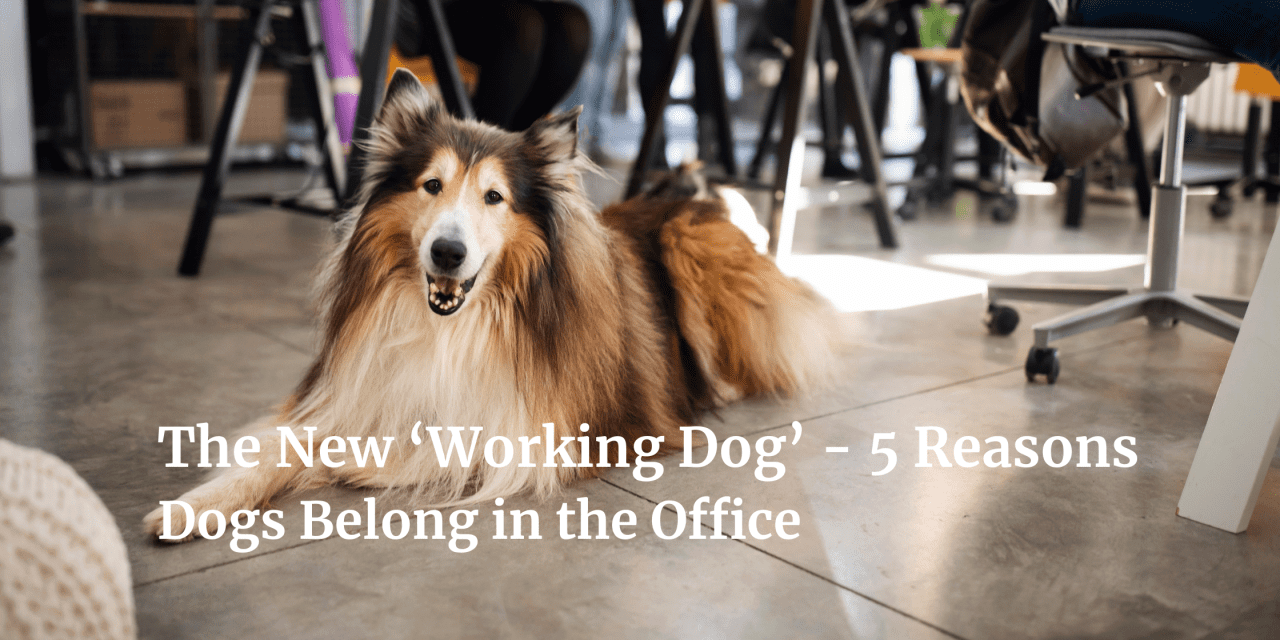 The New ‘Working Dog’ – 5 Reasons Dogs Belong  in the Office