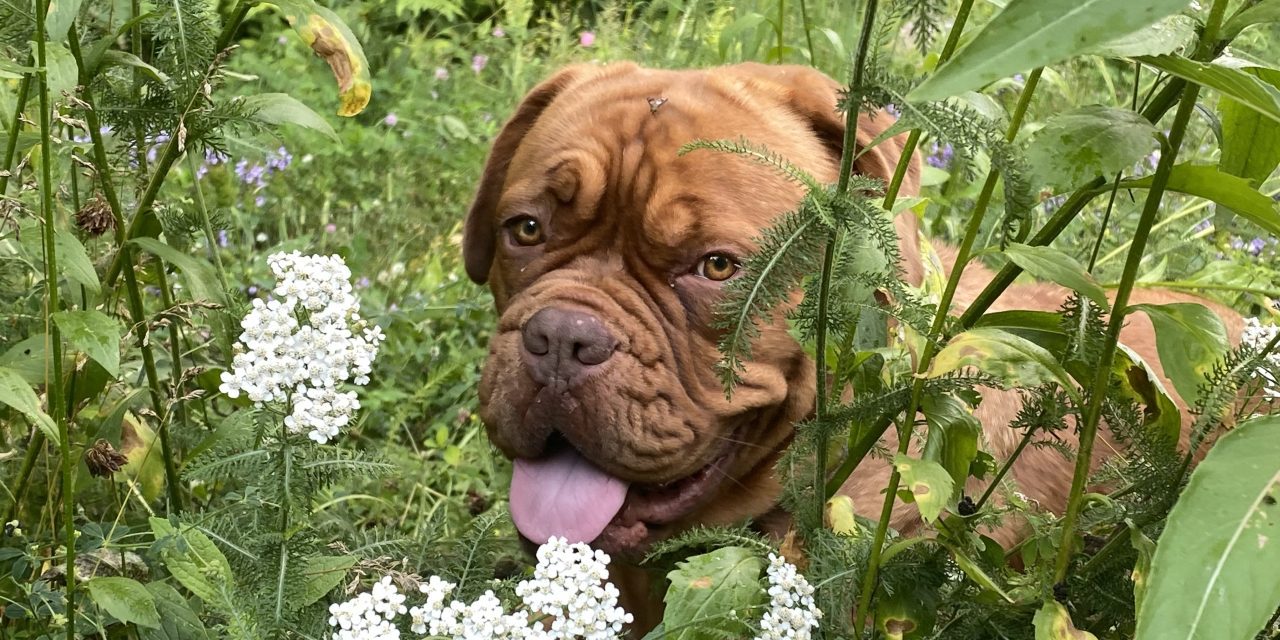 How Our Four-legged Companions Fit Into Our Green Spaces
