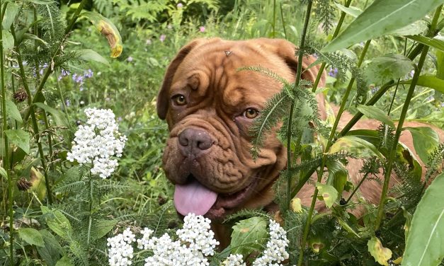 How Our Four-legged Companions Fit Into Our Green Spaces