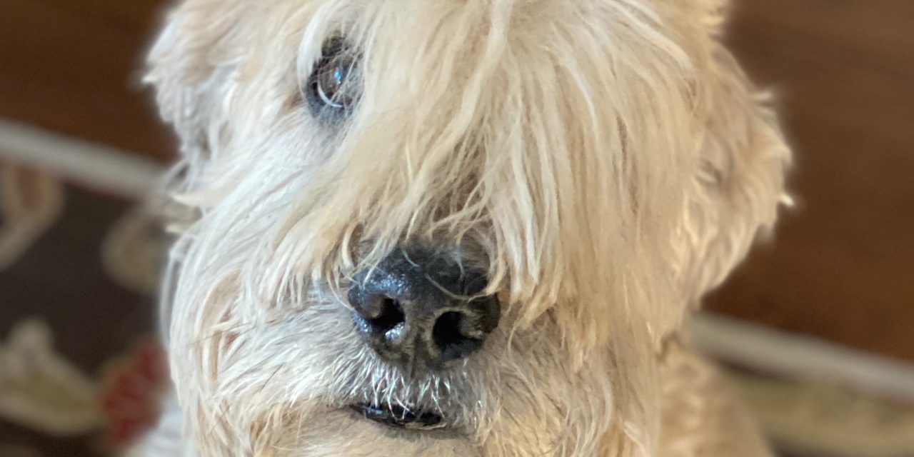 Old Dogs and New Tricks for Longer Life