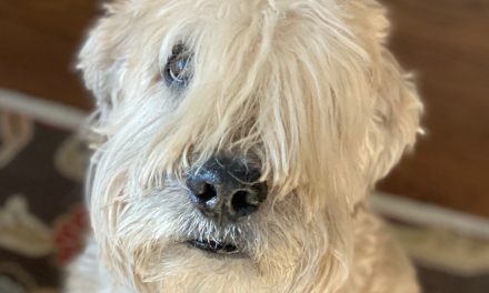 Old Dogs and New Tricks for Longer Life