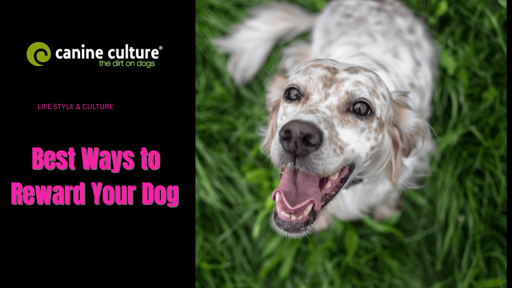 Dog Rescue Rewards Best Ways to Reward Your Dog - Canine Culture