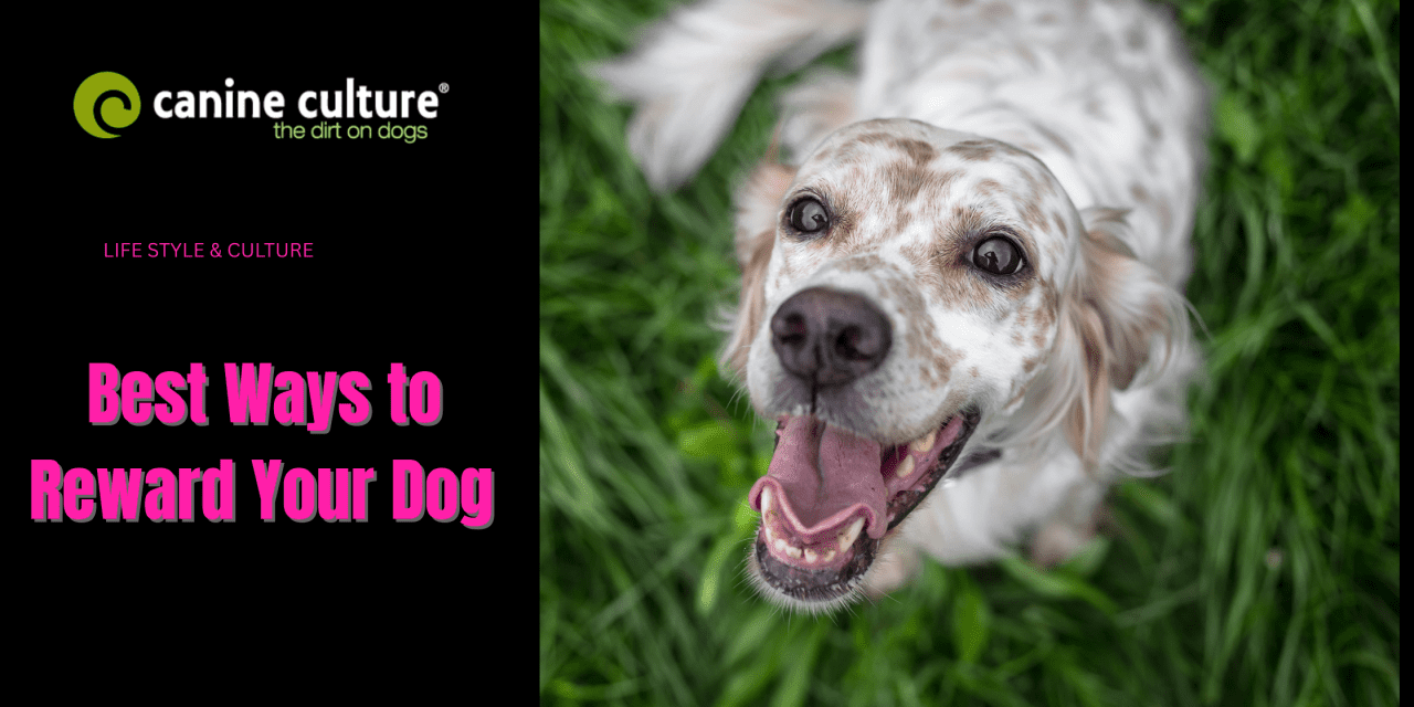 Best Ways to Reward Your Dog