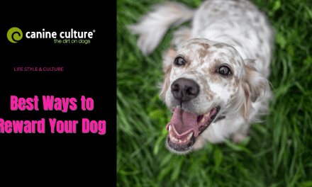 Best Ways to Reward Your Dog