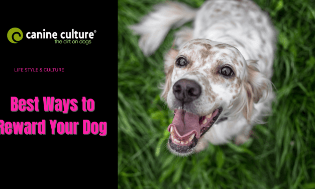 Best Ways to Reward Your Dog