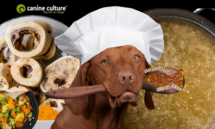 6 Ways to Improve Your Dog’s Kibble