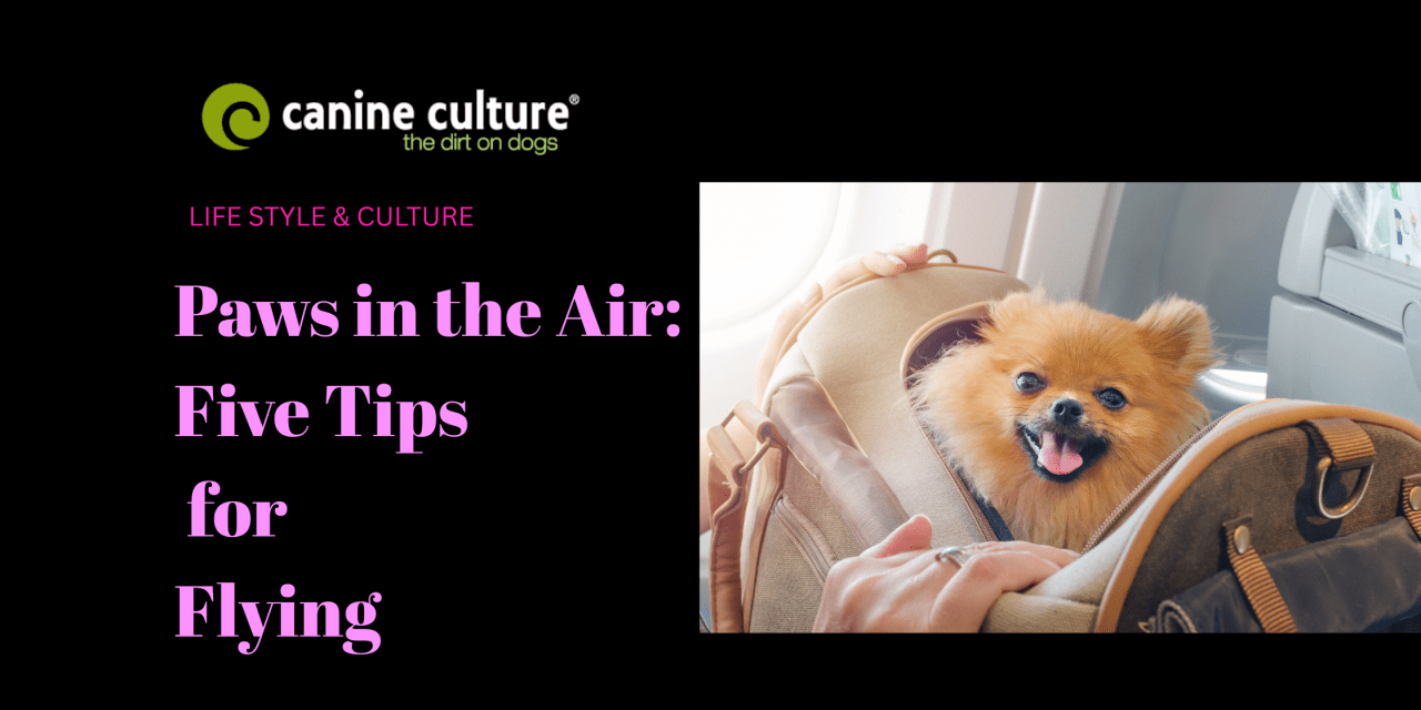 Paws in the Air: Five Tips for Flying