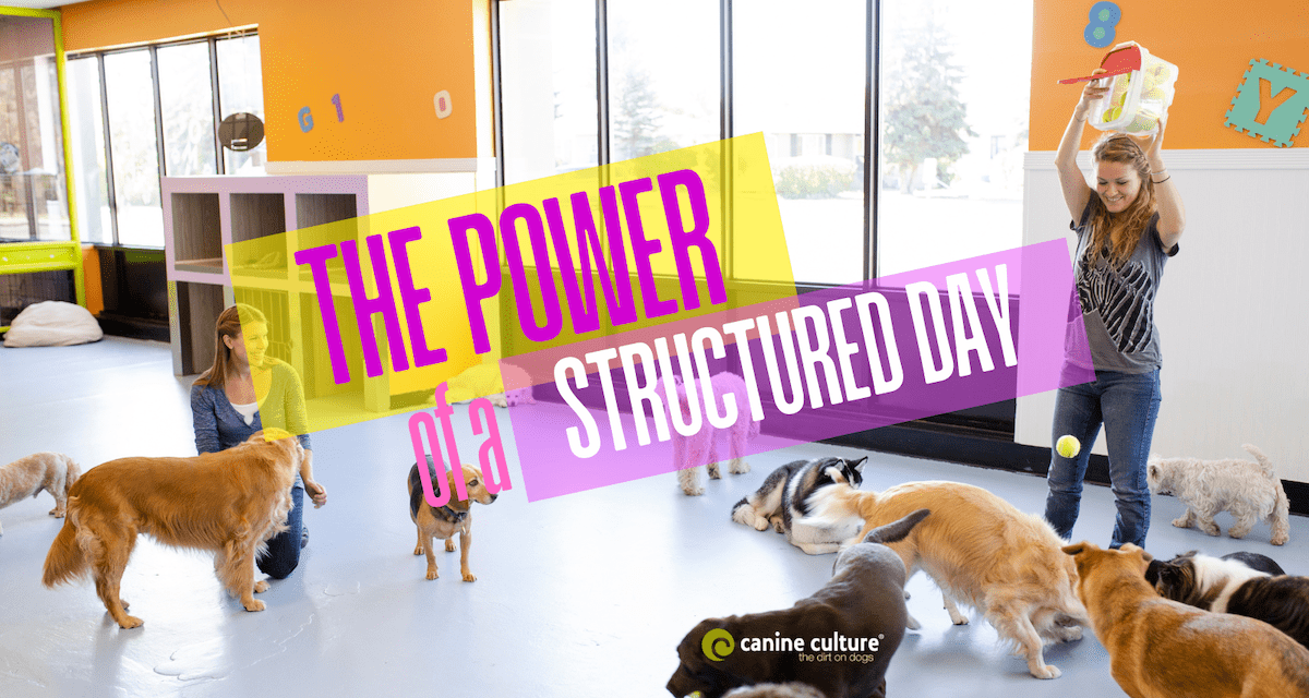 From Play to Peace of Mind: 5 Benefits of Dog Daycare