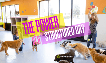 From Play to Peace of Mind: 5 Benefits of Dog Daycare