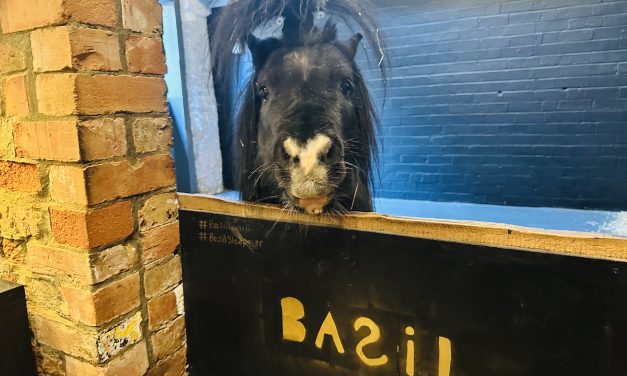 The Year of the Horse Comes With a Booking Confirmation