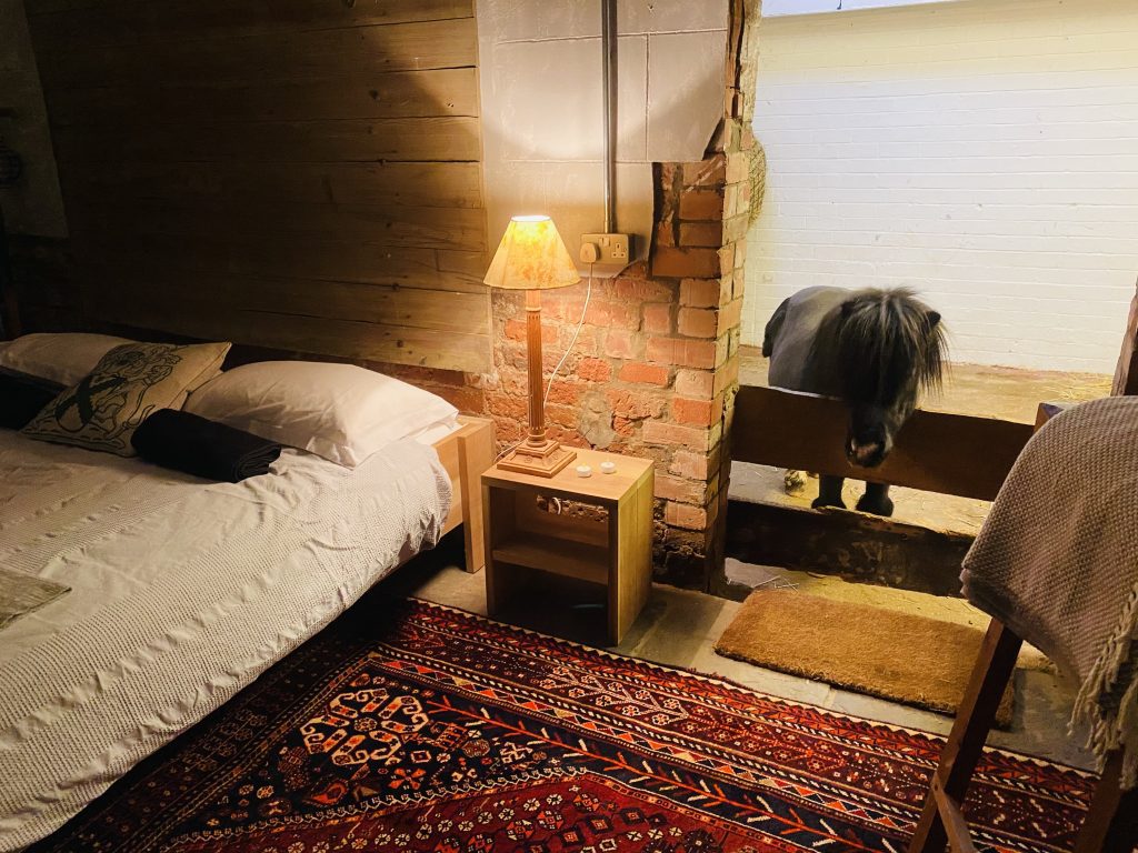 Basil miniature horse at English countryside Airbnb