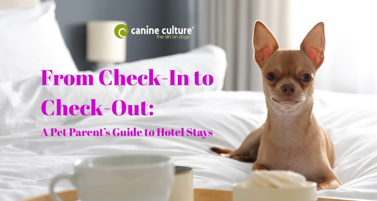 5 Tips for Staying in Hotels with Your Dog | Pet-Friendly Travel Guide