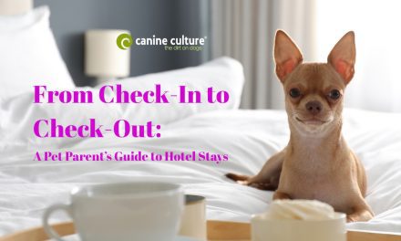 5 Tips for Staying in Hotels with Your Dog | Pet-Friendly Travel Guide