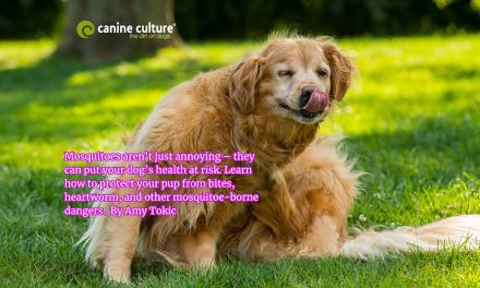 Can Mosquitoes Bite Dogs? Risks, Symptoms & Prevention Tips