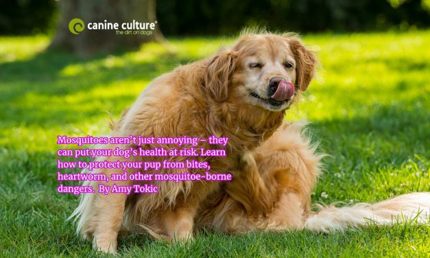 Can Mosquitoes Bite Dogs? Risks, Symptoms & Prevention Tips