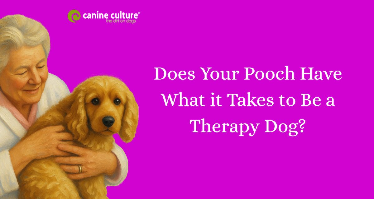 How to Train and Certify a Therapy Dog: A Step-by-Step Guide