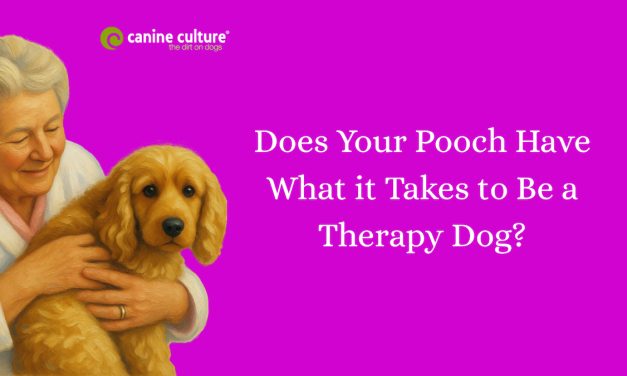 How to Train and Certify a Therapy Dog: A Step-by-Step Guide